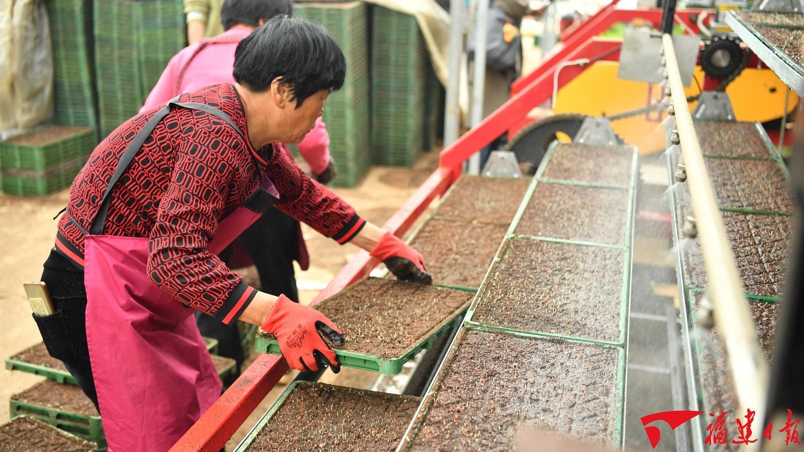 秧苗住上“电梯房”！南安智能化育秧设备助力春耕“开年红”(图1)