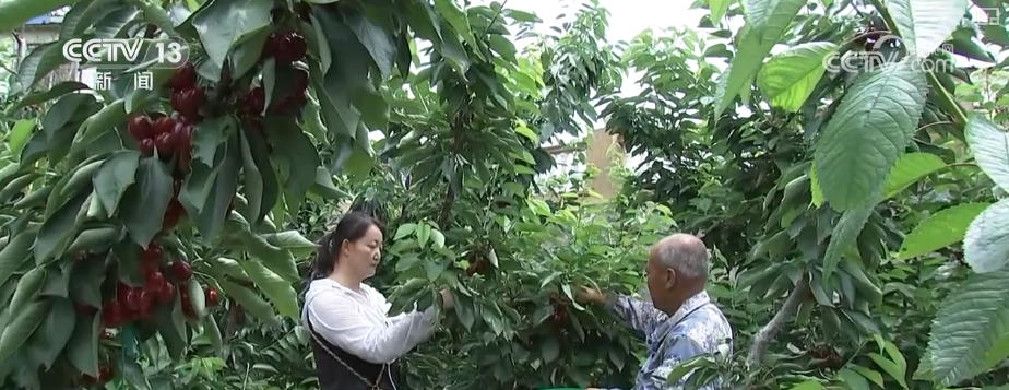 科技“锁鲜”赋能抢“鲜”生意竞速跑 天山脚下美味成百姓餐桌上“常客”(图1)