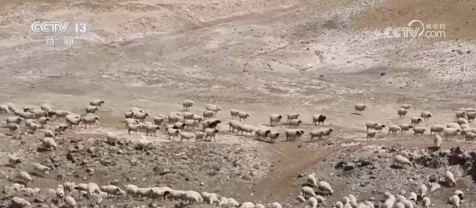 定位项圈、手持机……秋季转场满满“科技范儿” 畜牧更安全