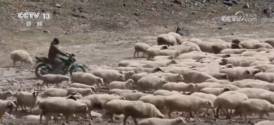 定位项圈、手持机……秋季转场满满“科技范儿” 畜牧更安全(图3)