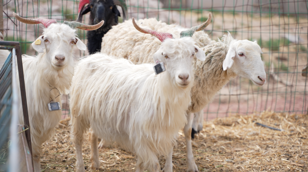 【答卷十四五·央企惠民生】从“天地一体”到“万物智联” 央企重塑通信产业新格局(图4)