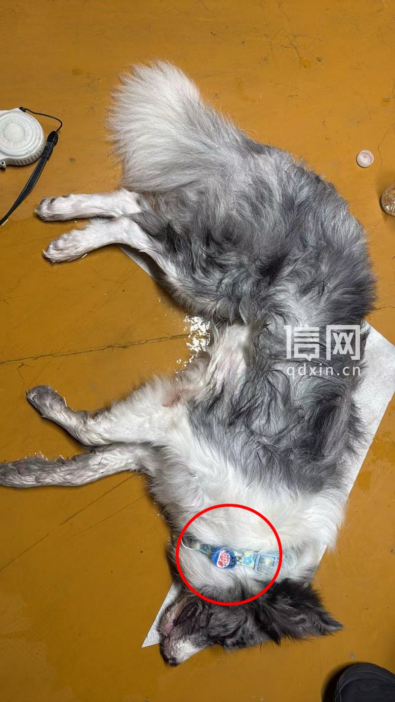 摩米士防丢器宣称可GPS定位宠物狗佩戴后走丢并死亡维权时商家改口只能10米内依靠特定手机定位(图2)